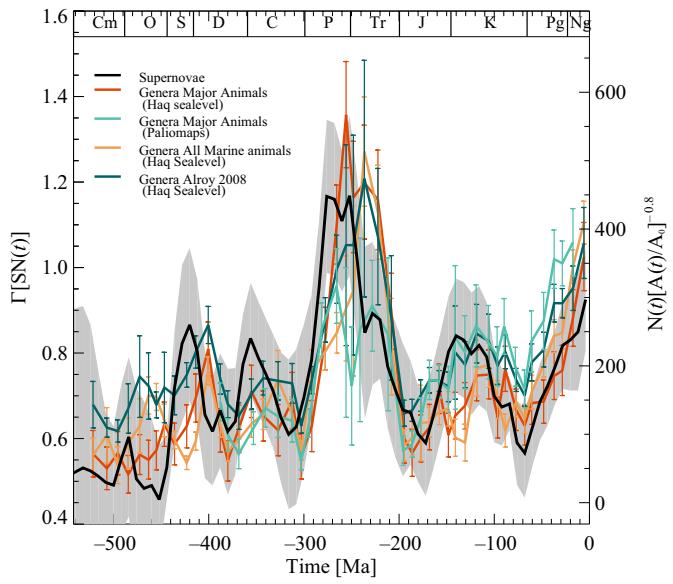 The figure displays a time-series comparison of supernova rate variations and marine animal diversity over the past 500 million years. The black curve, representing supernova activity, is derived from Equation (4) and shows fluctuations with a gray shaded region indicating 1-σ uncertainty from Monte Carlo simulation. Multiple curves depict marine animal diversity: orange and teal lines show major marine animal genera normalized to shallow marine margin area using data from Haq et al. and Haq & Schutter, and Cao et al., respectively; a dark green line represents the genera-level diversity of marine invertebrates from Alroy et al.; and another dark green line shows all marine animals normalized to shallow marine area using Haq et al. and Haq & Schutter. Error bars on the genera curves reflect minimum 1-σ uncertainty due to unavailable area estimates. The data suggest a correlation between supernova activity and marine biodiversity trends, particularly during major extinction and diversification events. (source: ref 231)